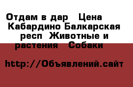 Отдам в дар › Цена ­ 1 - Кабардино-Балкарская респ. Животные и растения » Собаки   
